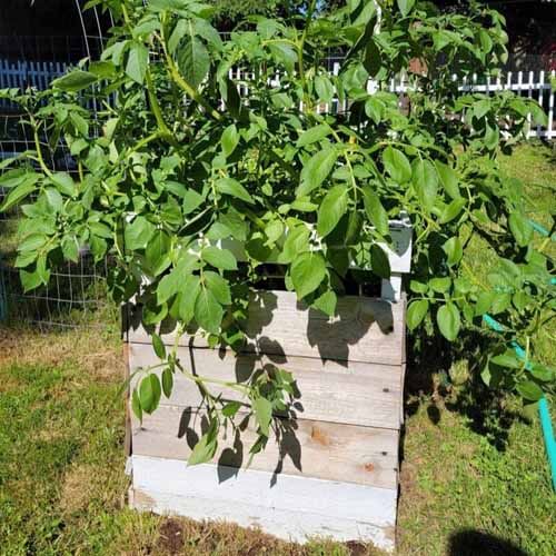 Close up of a Potato Box with full grown potato plant growing inside.