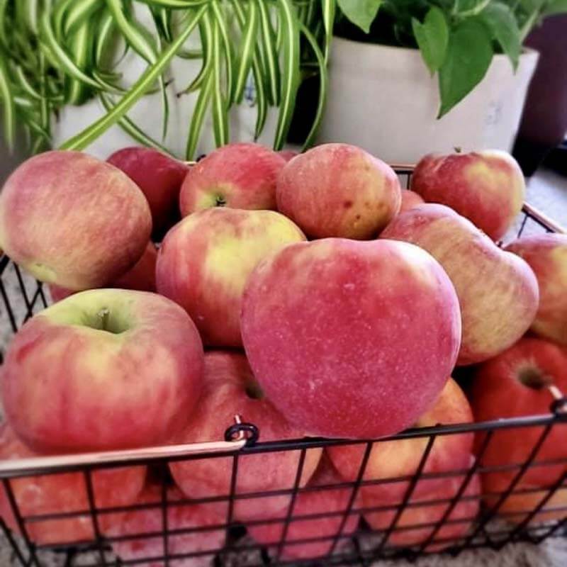 Apples in a wire basket on the counter with potted plants behind them.