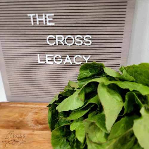 How to Keep Lettuce Fresh for Weeks