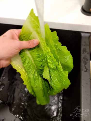 How to prep Romaine lettuce to make it last for weeks