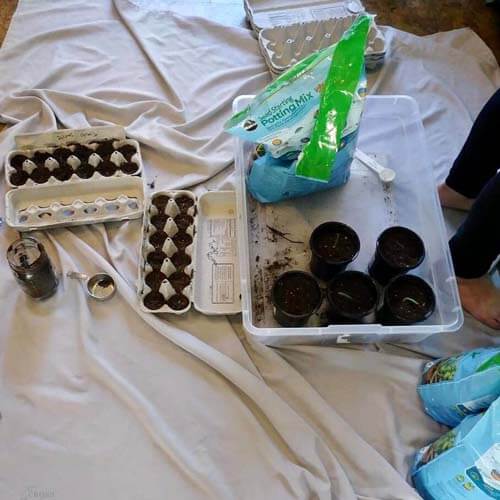 materials and setup needed for seed starts