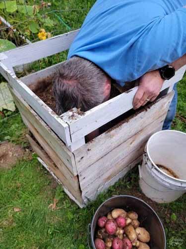 Mike reaching into potato box near a pail