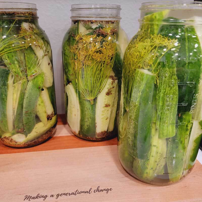 Quick and Easy Crunchy Dill Pickles