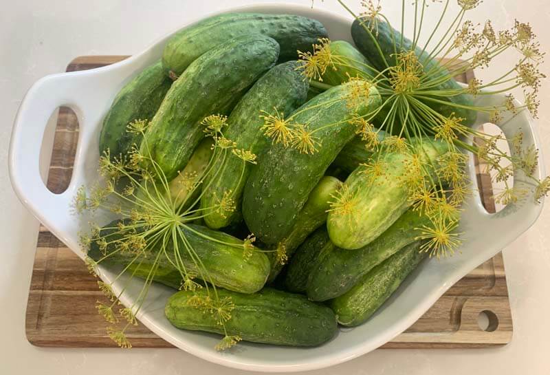 pickling cucumbers in a white bowl with fresh dill sprigs