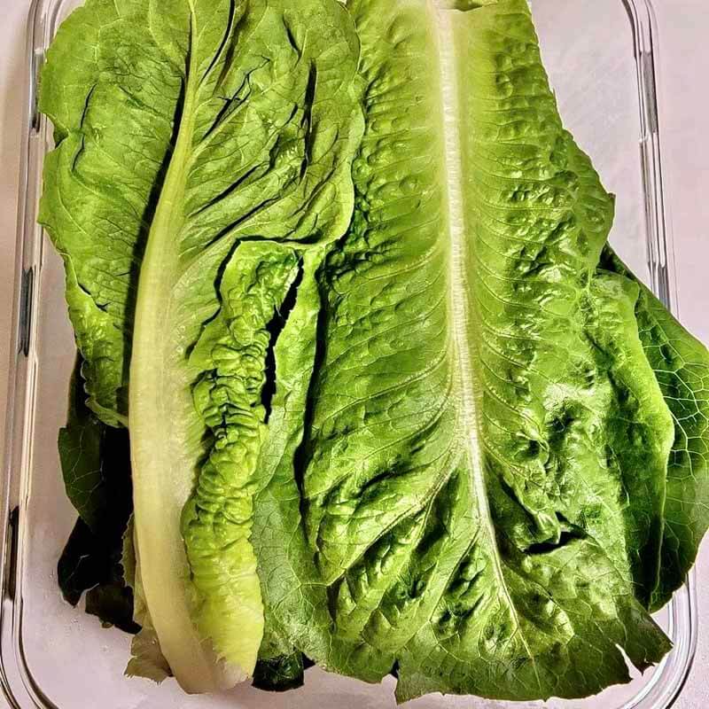 close up of fresh romaine lettuce in a glass airtight container.