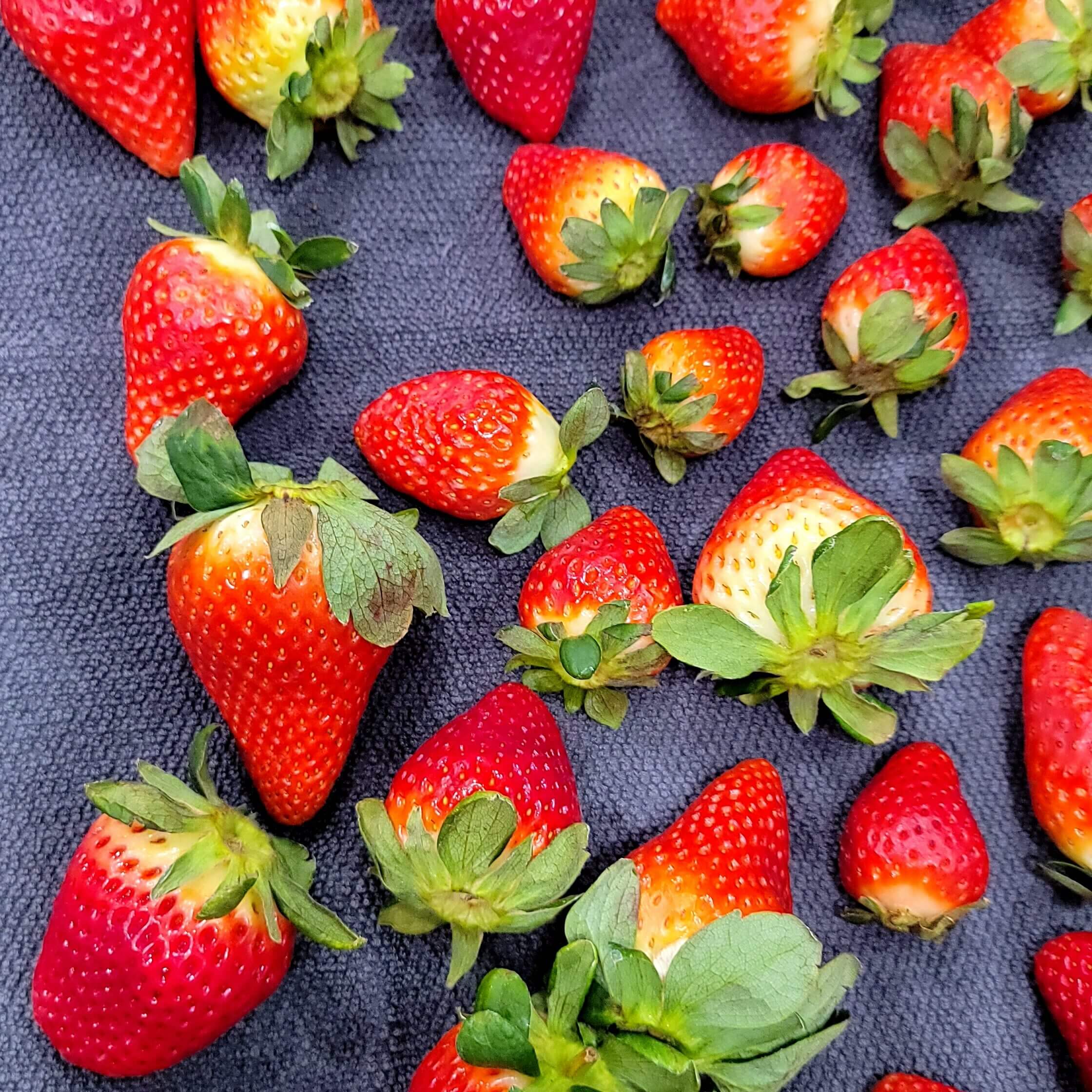 strawberries drying on a towel 